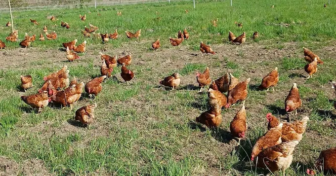 Poules en plein air